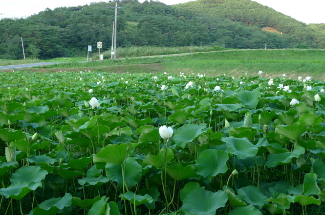 옥천암 연냉면의 원산지. 당진 정토사 연밭