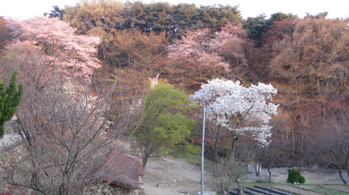 날씨가 쌀쌀해서 이제사 절반쯤 핀 벚꽃(개심사)