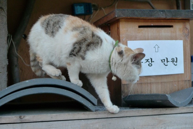 기와불사 불전함을 지키는 나비대사.